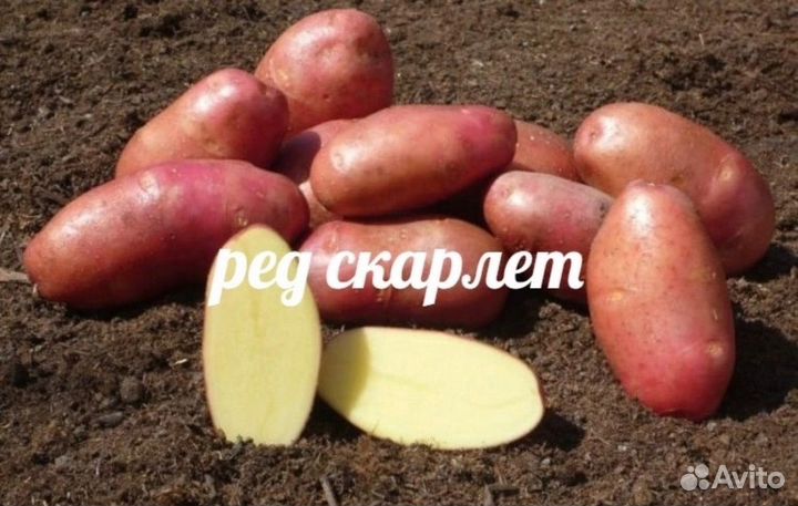 Семенной картофель