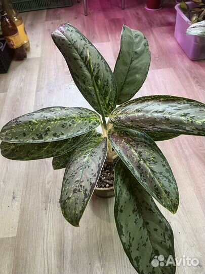 Крупные высокие растения