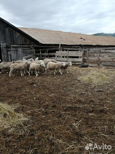 Овцы бараны