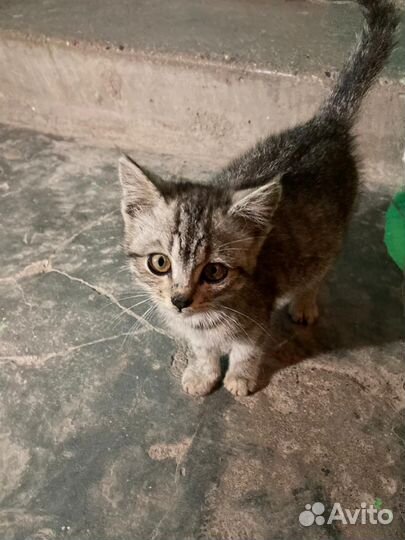 Котёнок Серафим