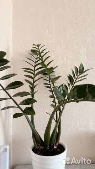 Комнатные растения цветы