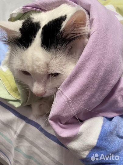 Котик в добрые руки