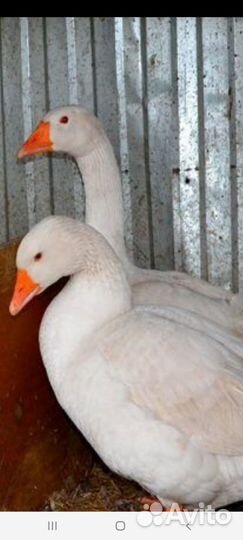 Гусь