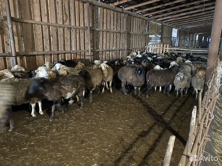 Бараны, ярки, овцы, ягнята, мододняк