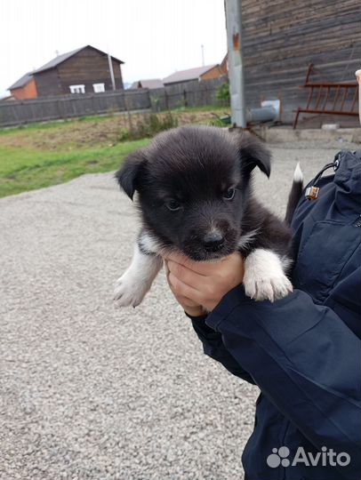 Отдам бесплатно