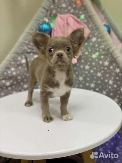 Щенки чихуахуа