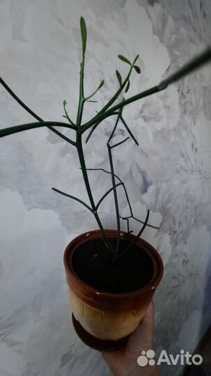 Молочай тирукалли