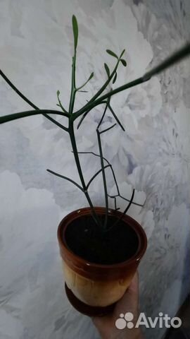 Молочай тирукалли