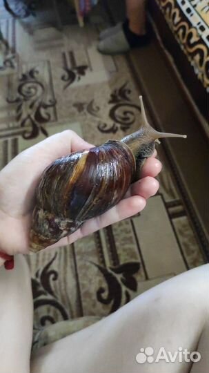 Улитки ахатины