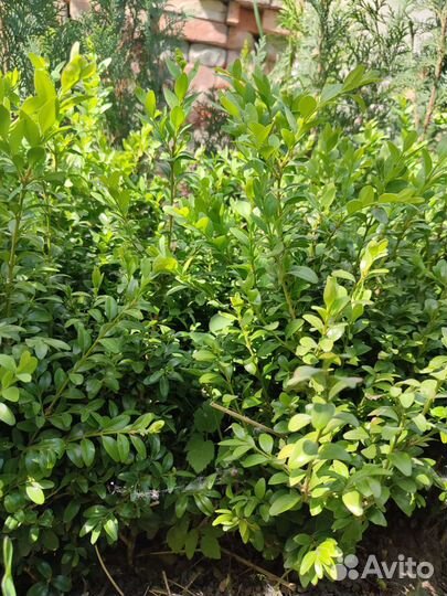 Самшит вечнозеленый