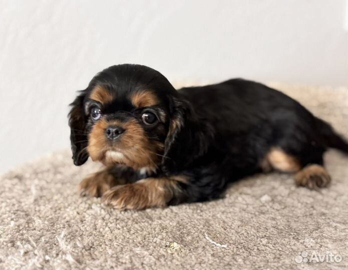 Черно-подпалые кавалеры