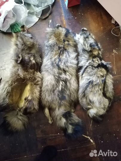 Шкура енота