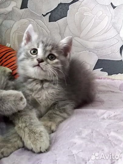 Котенок 2 месяца