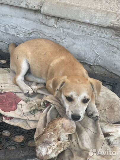 Собаки мелкой породы