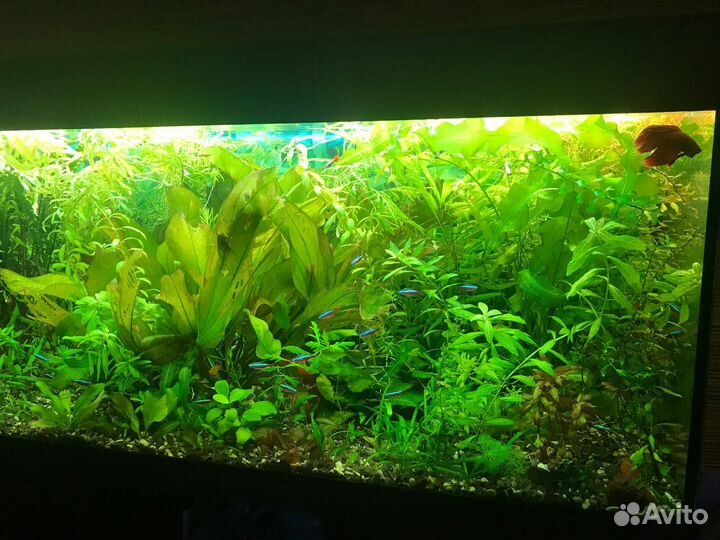 Светильник juwel mulтilux LED к RIO 240 260 350NEW