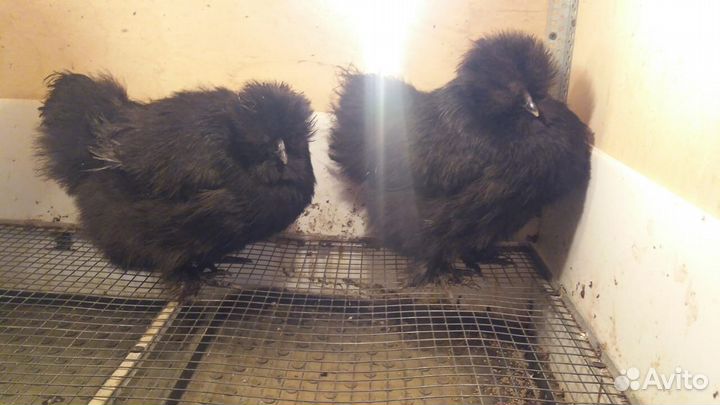 Китайская шелковая