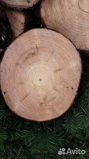 Спилы дерева