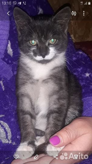 Отдам кошечку