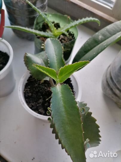 Каланхоэ лечебное