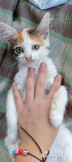 Котенок в дар бесплатно