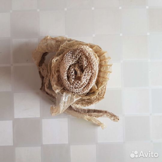 Выползок удава