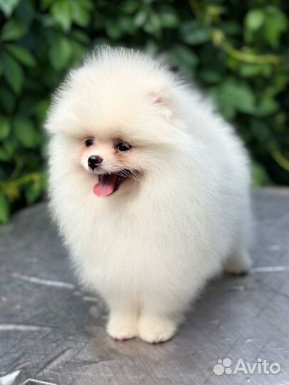 Померанский шпиц белый