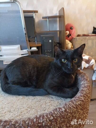 Молодой котик