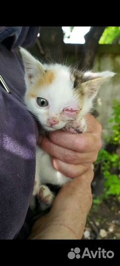 Котёнок. Нужна помощь
