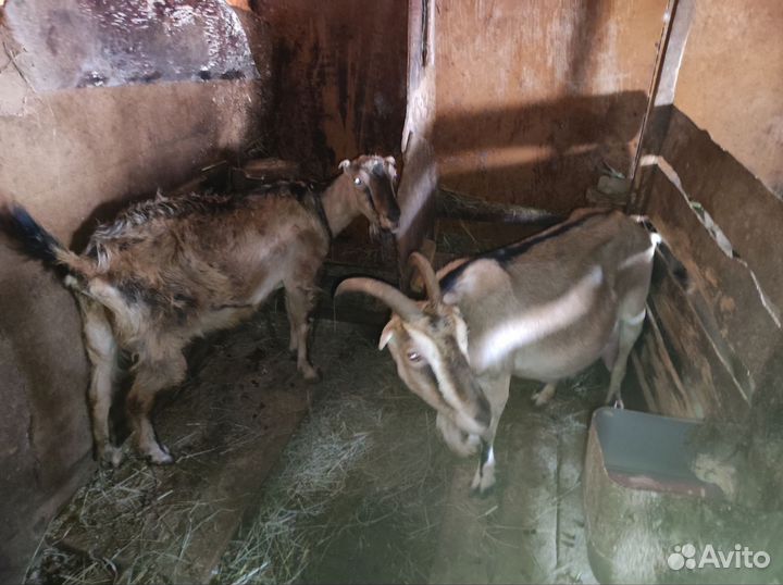 Козы ламанча