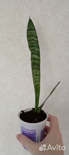 Сансевиерия тещин язык