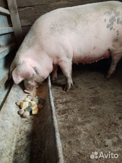 Свиноматка