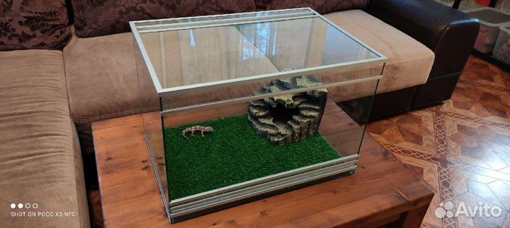 Террариум, паучатник