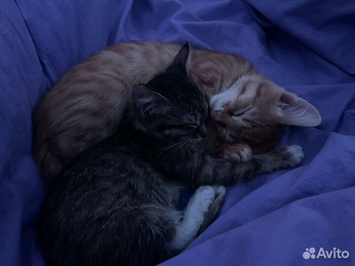 Котята бесплатно