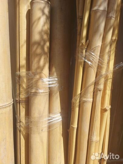 Ствол бамбука ландшафт дизайн