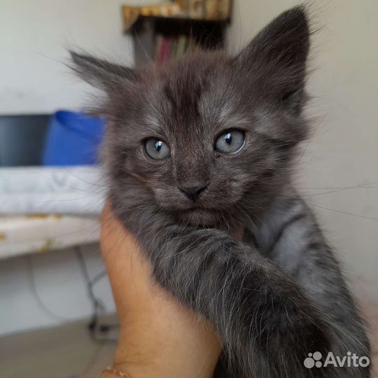 Кошка