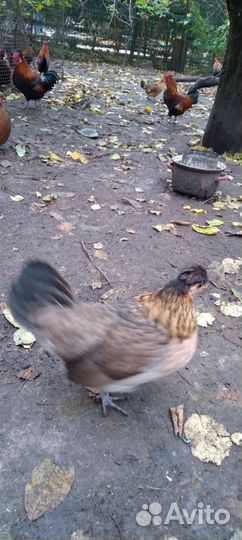 Куры молодки Бентамки