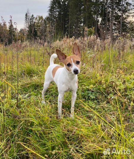 Вязка кобель той-фокстерьера