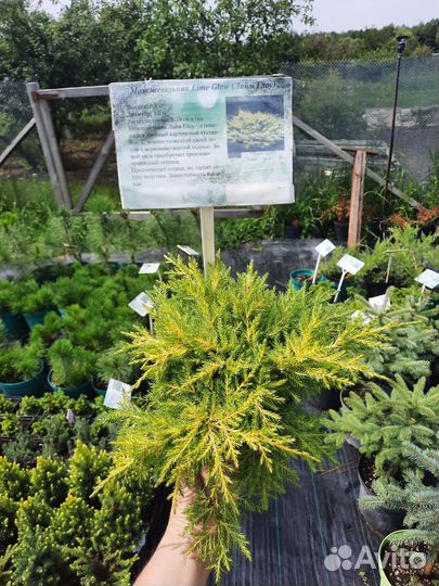 Можжевельники и кипарисовики