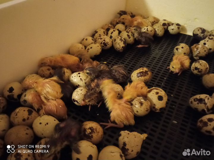 Перепела,яйца