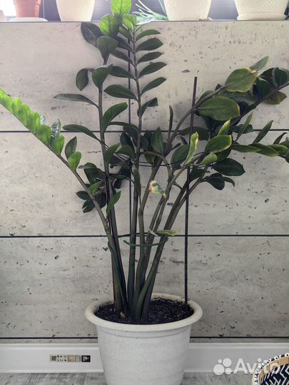 Замиокулькас