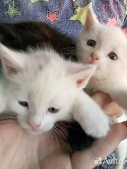 Кошка, котята, котёнок