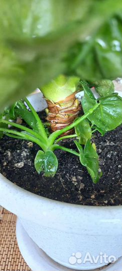 Комнатные растения