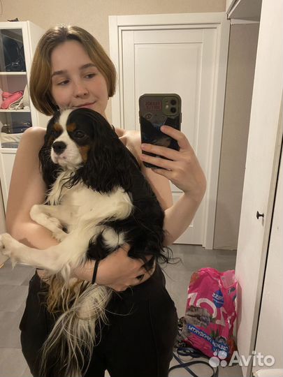 Передержка домашних животных, выгул собак