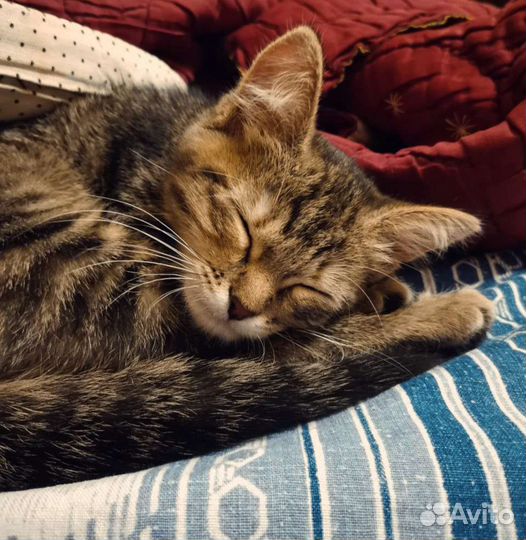Котенок девочка 2 месяца