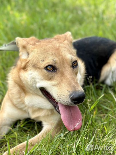 Нежной Айве не место в приюте