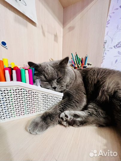 Вязка с британским котом