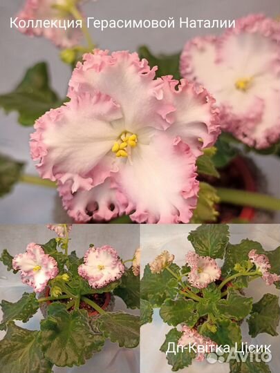 Сортовые фиалки