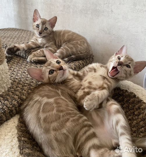 Бенгальские котята
