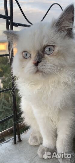 Балинезийская кошка