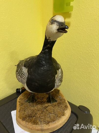 Чучело гуся